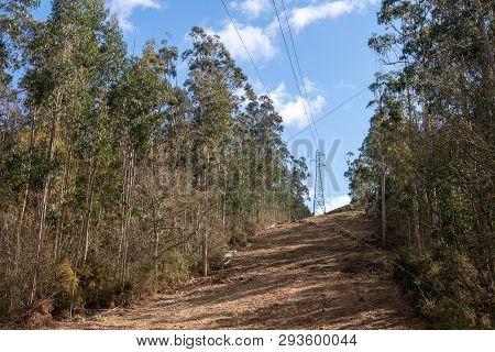 High Voltage Power Line In A Forest Against A Cloudy Sky Background
