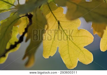 A Beautiful Lacewing Fly Hiding Under Oak Leaves In Autumn Light