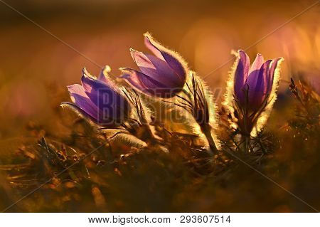 Springtime Season. Beautifully Spring Flowers Blossoming Pasque Flower In The Sunset With A Natural