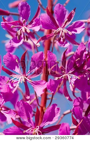 อัลไพน์ Fireweed สีม่วง