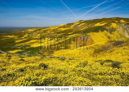 Bright Yellow Wildflowers And Rolling Hills At Carrizo Plain National Monument During The Superbloom