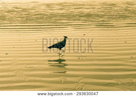 Bird Of Prey Found On The Brazilian Coast. The Carcará, Caracará Or Carancho Is A Species Of Bird Of