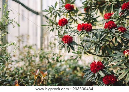 Blooming Colorful Red Rhododendron Flowers In Hothouse. Evergreen Heather Plants In Greenhouse, Red 
