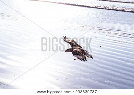 Bird Flying Over The Sea, Bird Of Prey Found On The Brazilian Coast. Bird Of Prey Found On The Brazi