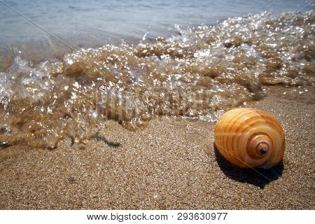 A Freshly Caught Shell On The Beach Of Farangas, Paros, Greece
