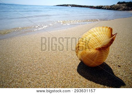 A Freshly Caught Shell On The Beach Of Farangas, Paros, Greece