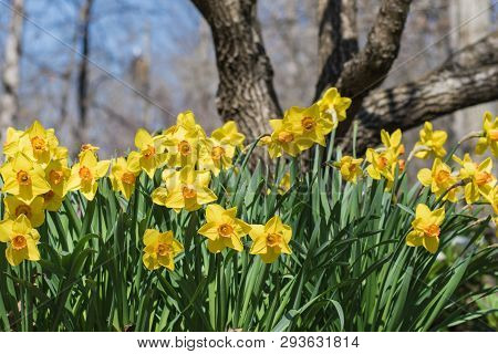 Flowers Blooming On Narcissus Jonquil On Sunny Day With Blue Sky.