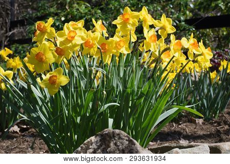 Flowers Blooming On Narcissus Jonquil On Sunny Day With Blue Sky.