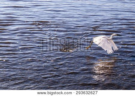 The Little Egret Is A Heron That Occurs In Temperate And Tropical America, Small White Heron Walking