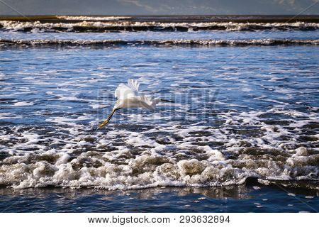 The Little Egret Is A Heron That Occurs In Temperate And Tropical America, Small White Heron Walking