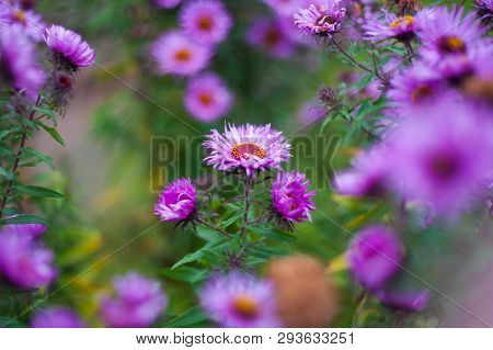 Close Up Of Violet Flower. The Wind Blows A Bouquet Of Flowers In The Evening Sun