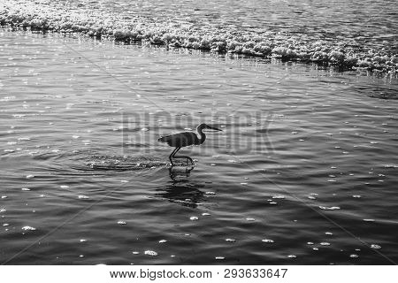 The Little Egret Is A Heron That Occurs In Temperate And Tropical America, Small White Heron Walking