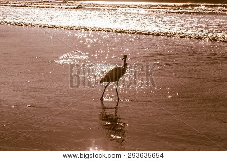 The Little Egret Is A Heron That Occurs In Temperate And Tropical America, Small White Heron Walking