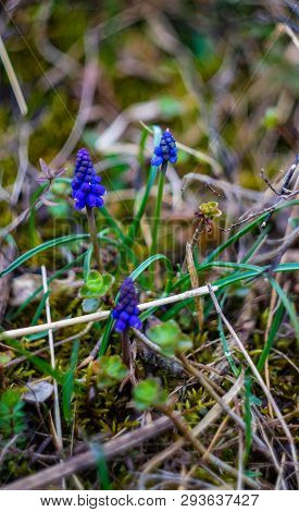 Blue Hyacinth Flowers