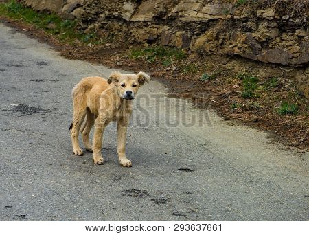 Homeless Puppy Walking