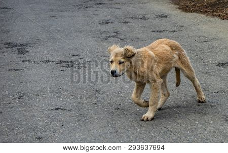 Homeless Puppy Walking