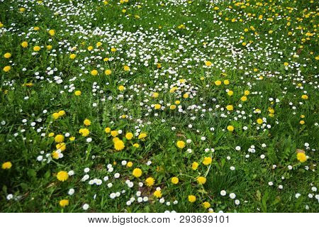 Spring White And Yellow Flowers On The Sunny Day In Green Garden. Spring Background.