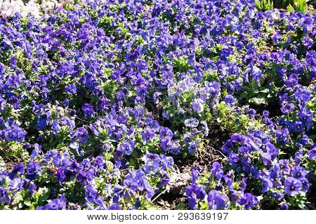 Spring Violet And White Flowers On The Sunny Day In Green Garden. Spring Background.