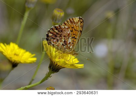Titanias Fritillary - Clossiana Titania
Underside, On Yellow Flower