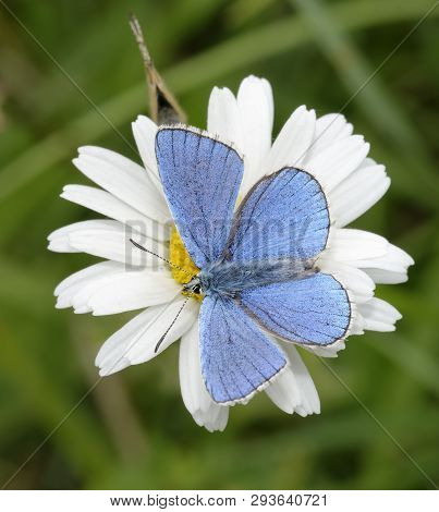 Adonis Blue Butterfly - Lysandra Bellargus 
Male On  Oxeye Daisy - Leucanthemum Vulgare With Female 