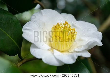 Kamelia Pink Icicle (camellia Japonica) Im Spril 3 - 5.4.2019