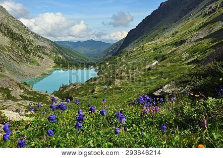 Aquilegia Flowers On The Slope Of The Altai Mountains, Lake Kuiguk (multa Lakes), Russia