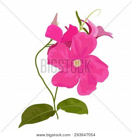 Vector Illustration Of Mandevilla Sanden. Botanical Drawing In Fuchsia Colors. Floral Drawing Of Tro