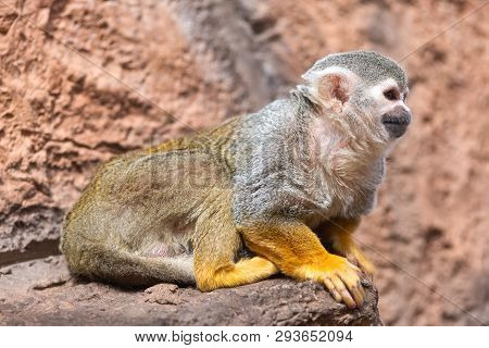 Cute Squirrel Monkey Saimiri Sciureus . Funny Monkey
