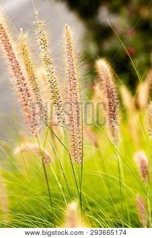 Penniselum Grass In Red Or Purple, Ornamental Grass