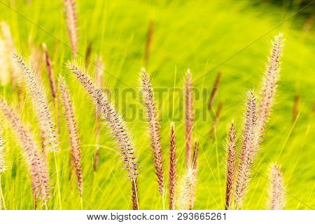 Penniselum Grass In Red Or Purple, Ornamental Grass