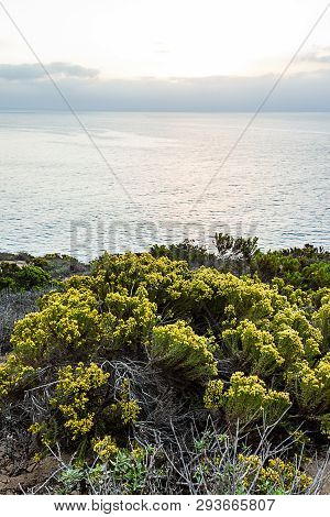 Western Wallflowr Against Pacific Ocean In The Morning