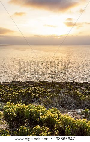 Sunrise On Pacific Ocean From Cliff Side With Blooming Wildflowers