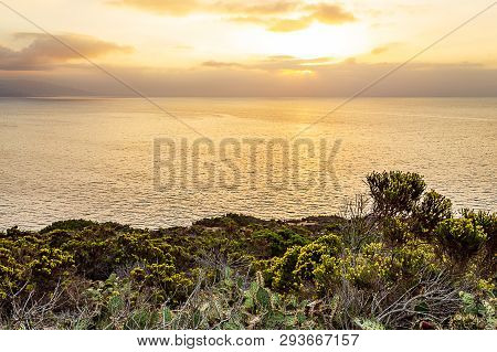 Blooming Western Wallflower With Cactus On Cliff Side Overlooking Pacific Ocean