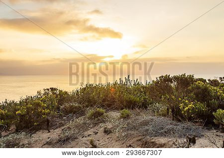 Blooming Western Wallflower With Cactus On Cliff Side Overlooking Pacific Ocean