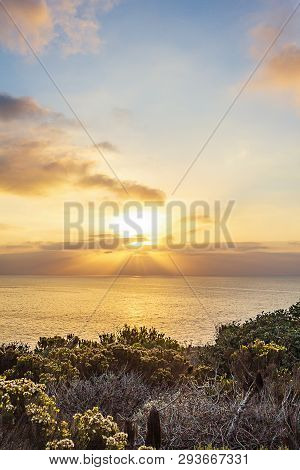 Blooming Western Wallflower With Cactus On Cliff Side Overlooking Pacific Ocean