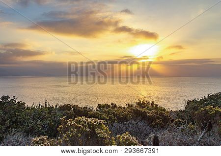 Blooming Western Wallflower With Cactus On Cliff Side Overlooking Pacific Ocean