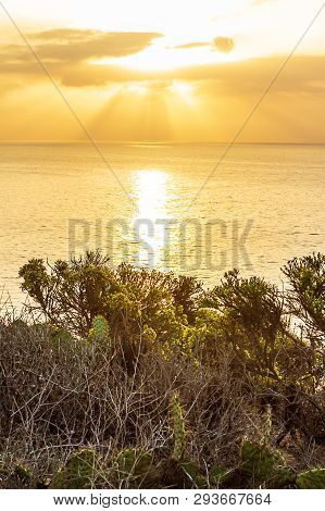 Western Wallflower Blooming With Pear Cactus On Cliff Edge With Ocean Background