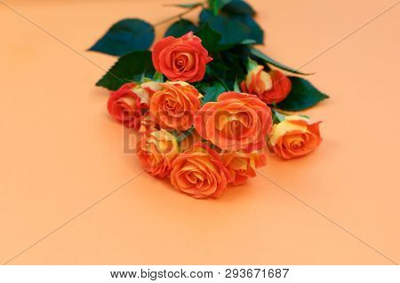 Background Of A Bouquet Of Beautiful Fresh Vivid Orange Roses Tinged With Red For Celebrating Valent