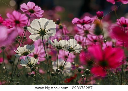 Cosmos Flowers In Kokuei Hitachi Seaside Park - Hitachinaka, Ibaraki, Japan