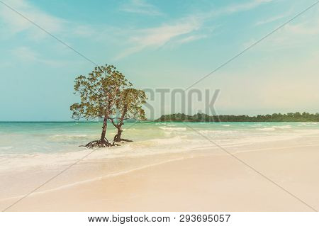 Seascape With Mangrove Apple Stands Lonely. Vintage Color Effect Image. Sea Wave Washes The Trunks A