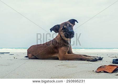 Dog On The Beach. Kind Smiling Dog Sitting On White Sand Against The Sea
