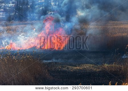 Raging Forest Spring Fires. Burning Dry Grass, Reed Along Lake. Grass Is Burning In Meadow. Ecologic