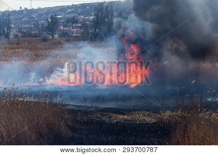 Raging Forest Spring Fires. Burning Dry Grass, Reed Along Lake. Grass Is Burning In Meadow. Ecologic
