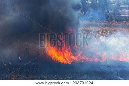 Raging Forest Spring Fires. Burning Dry Grass, Reed Along Lake. Grass Is Burning In Meadow. Ecologic