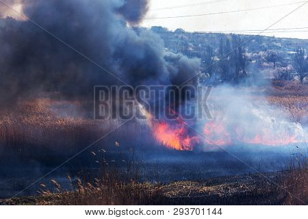 Raging Forest Spring Fires. Burning Dry Grass, Reed Along Lake. Grass Is Burning In Meadow. Ecologic