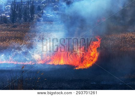 Raging Forest Spring Fires. Burning Dry Grass, Reed Along Lake. Grass Is Burning In Meadow. Ecologic