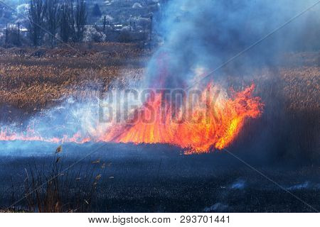 Raging Forest Spring Fires. Burning Dry Grass, Reed Along Lake. Grass Is Burning In Meadow. Ecologic