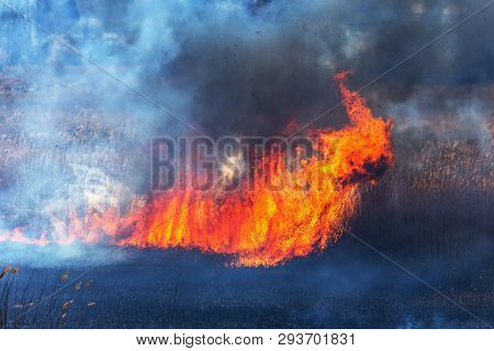 Raging Forest Spring Fires. Burning Dry Grass, Reed Along Lake. Grass Is Burning In Meadow. Ecologic