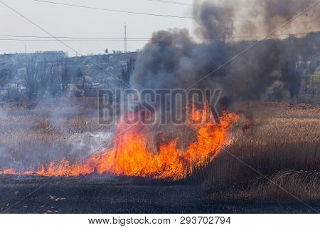 Raging Forest Spring Fires. Burning Dry Grass, Reed Along Lake. Grass Is Burning In Meadow. Ecologic