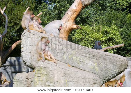 Troupeau de singes